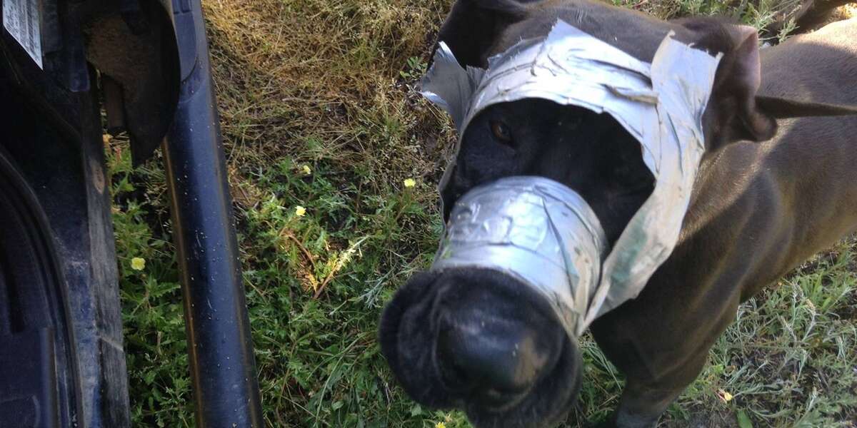 How To Prevent Dog Choking Duct Tape photo
