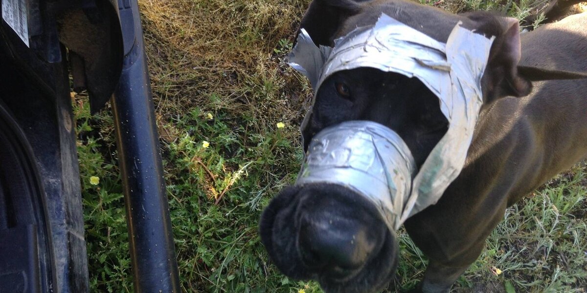 How To Prevent Dog Choking Duct Tape photo