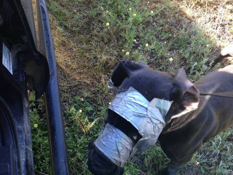 Cops Gently Remove Duct Tape From Poor Dog's Head The Dodo
