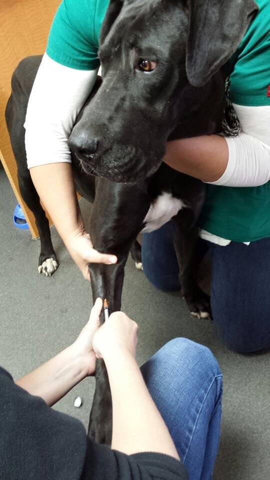 Cops Gently Remove Duct Tape From Poor Dog's Head - The Dodo