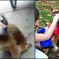 How We Gave A Paralyzed Stray Dog A Loving Home