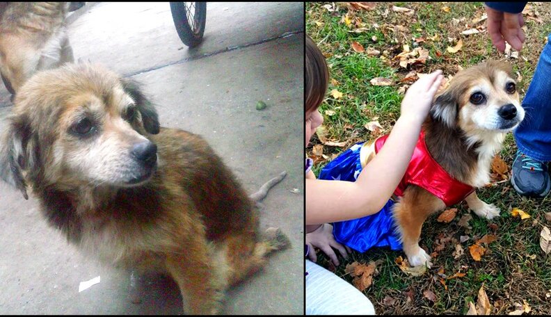 How We Gave A Paralyzed Stray Dog A Loving Home - The Dodo