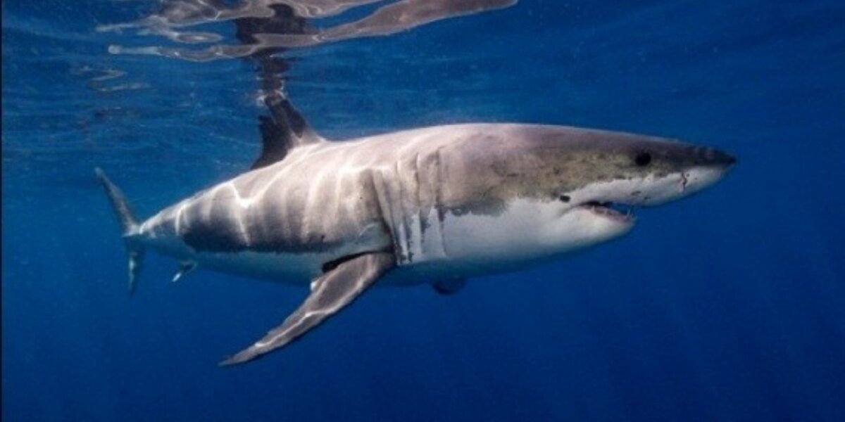 Fish and Game Considers Great Whites for ESA Protection, Animals