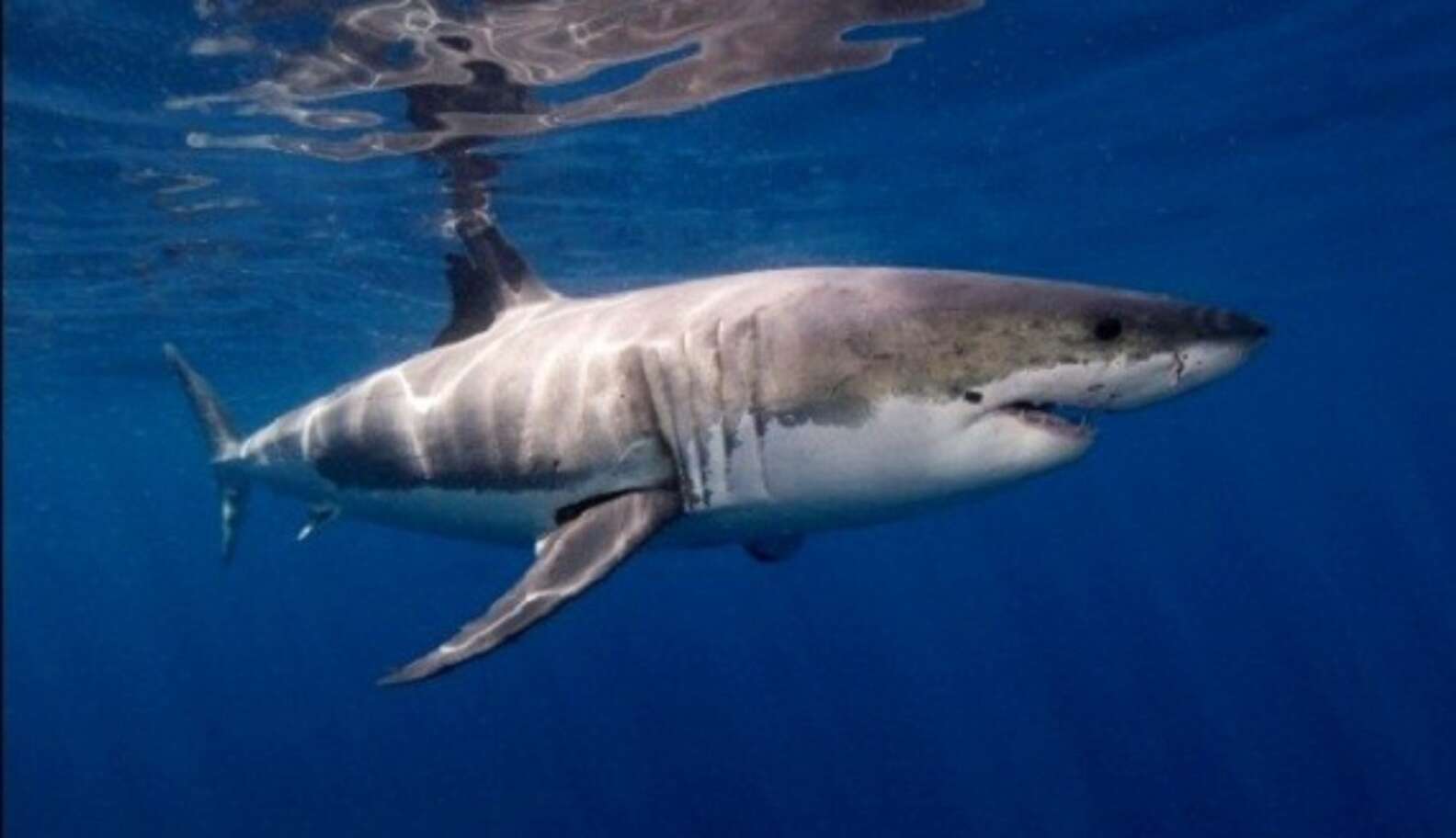 North Atlantic Great White Sharks Are Rebounding But That S Not The Case For All Species The Dodo