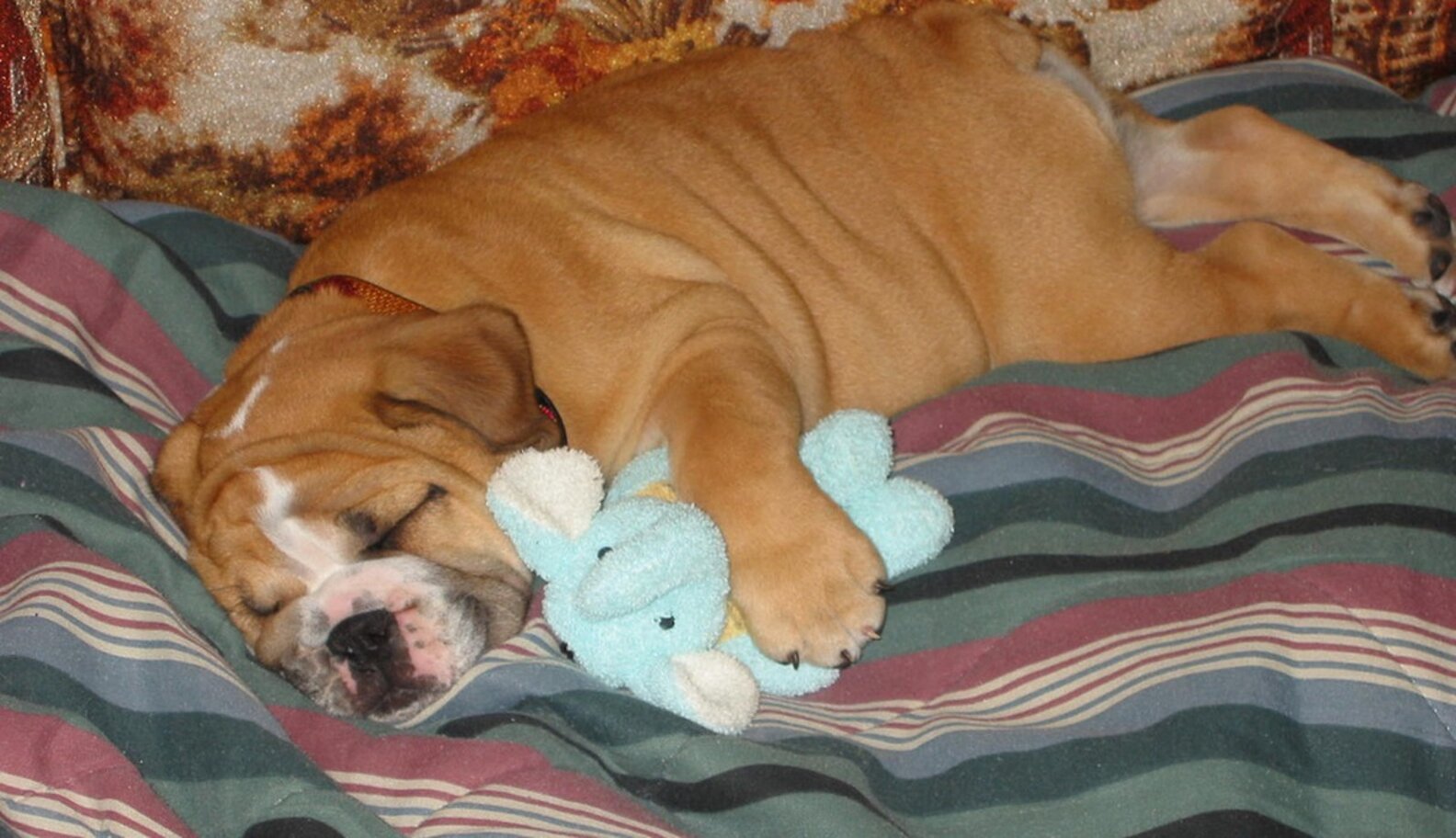 Why Do Dogs Make Weird Noises When They Dream? The Dodo