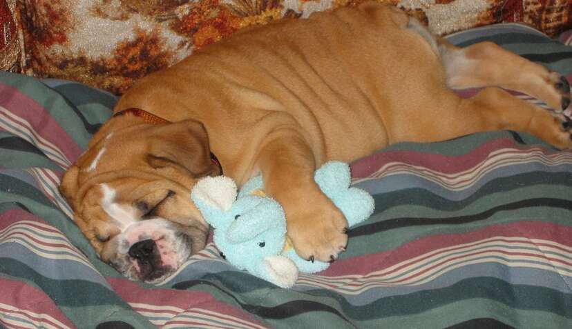 Sounds for deals puppies to sleep