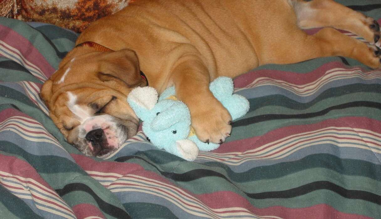 36++ My dog makes weird noises when sleeping ideas in 2021 