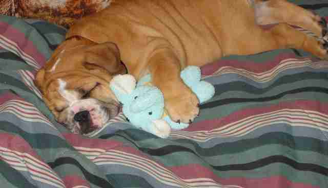 Why Do Dogs Make Weird Noises When They Dream The Dodo