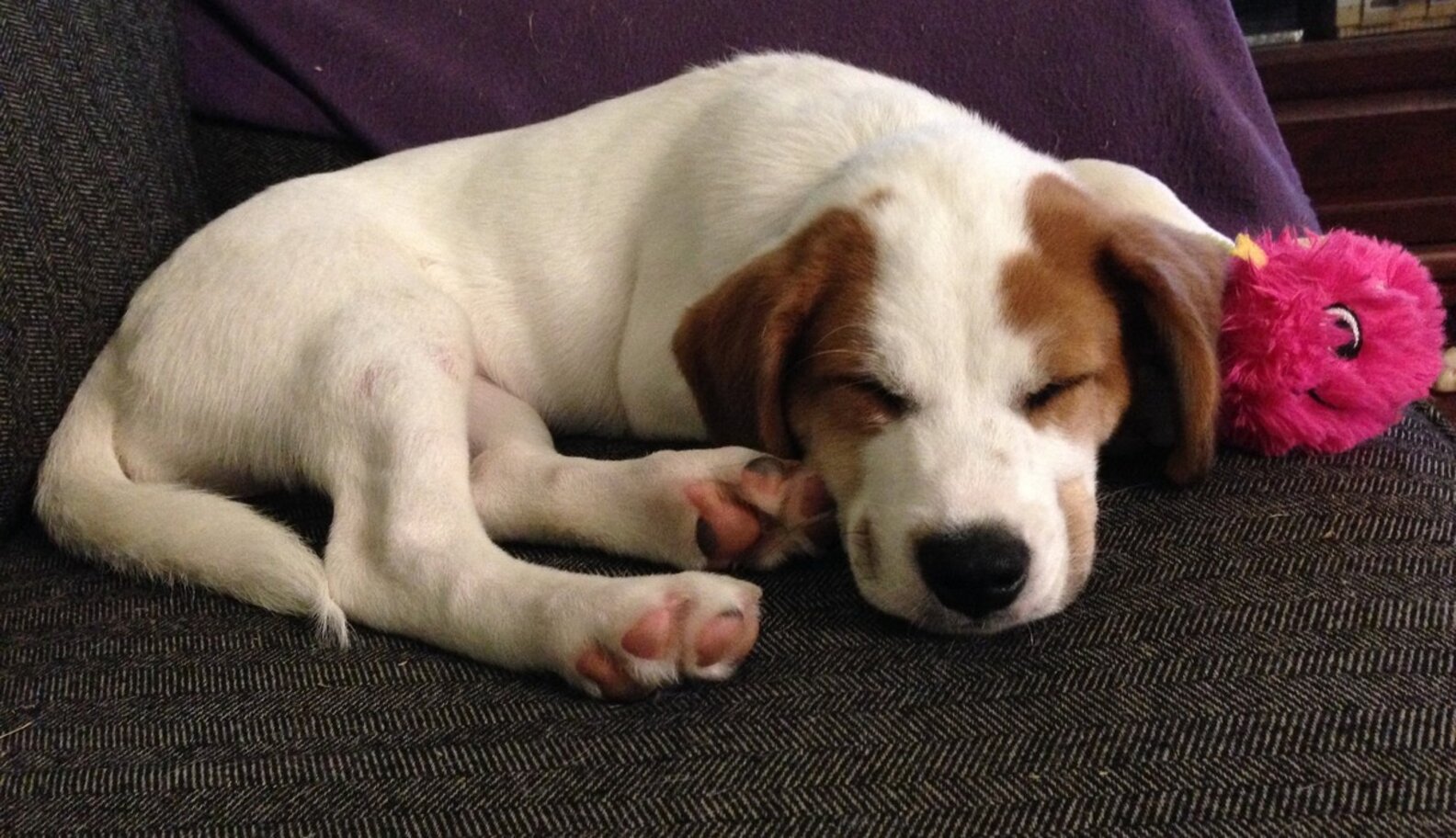 Why Do Dogs Make Weird Noises When They Dream? The Dodo