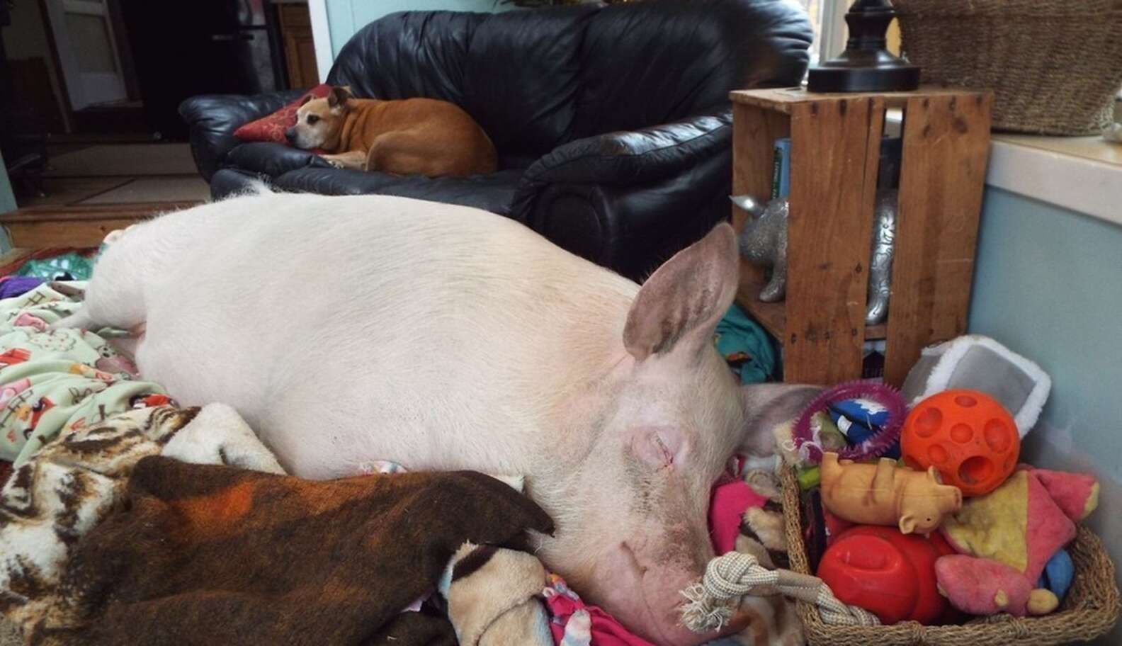 We Choose To Ignore Farm Animal Abuse - The Dodo