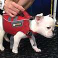 Puppy Who Can’t Walk Or Stand Is Happier Than Anyone Could Have Imagined