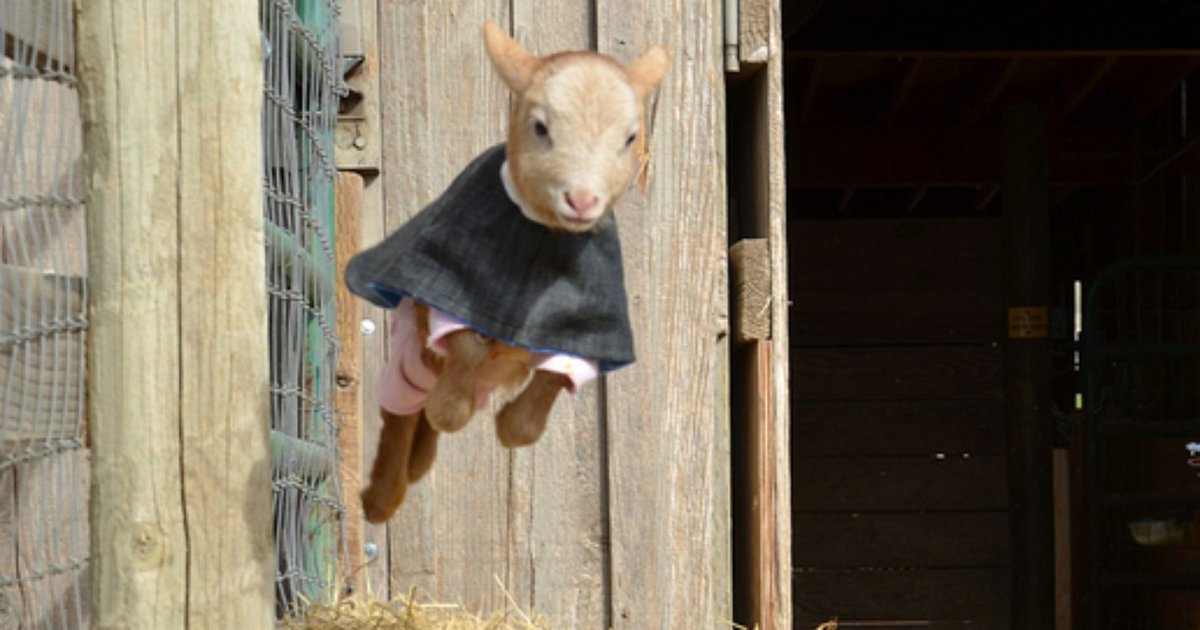 Rescued Farm Animals Get Cozy Coats To Keep Warm In Winter The Dodo
