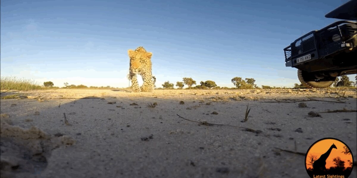 Curious Leopard Discovers GoPro Camera, Takes It For A Run - The Dodo