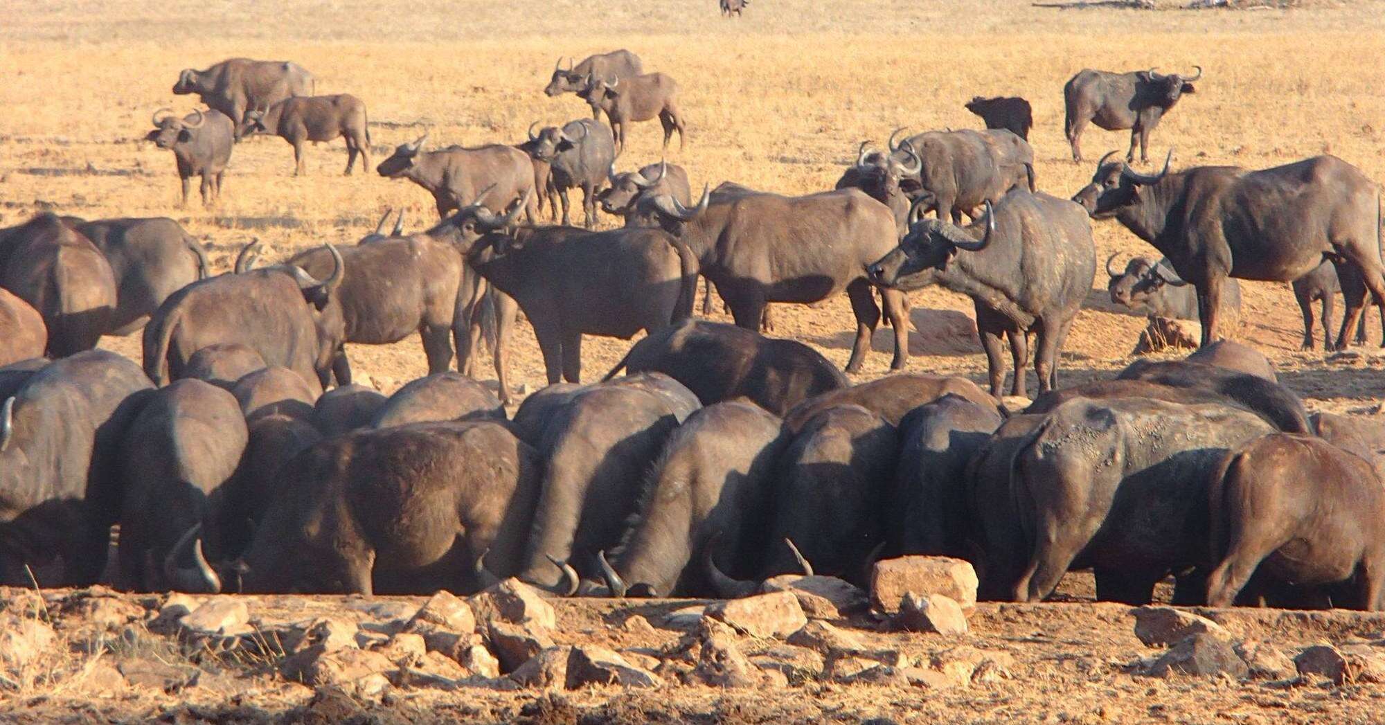 buffalo in kenya