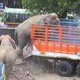 Circus Elephants Who Were 'Shackled In Spike Chains' Are Finally Free