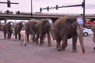 Ringling Bros Long Journey From Hidden Horrors To Setting Elephants Free The Dodo