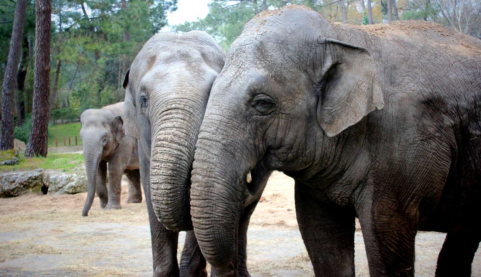 Ringling Bros.' Long Journey From Hidden Horrors To Setting Elephants ...