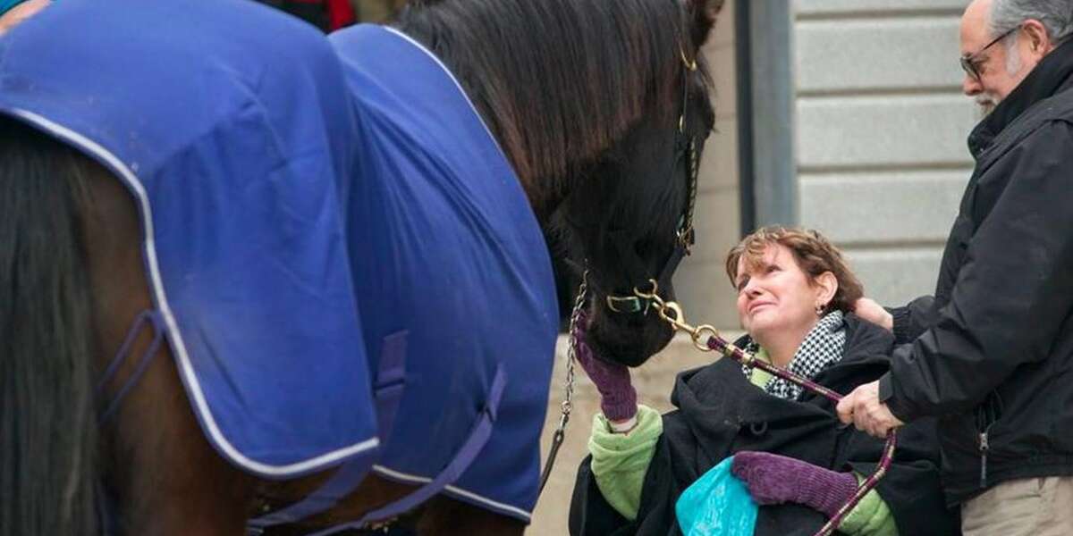 Horse Pays Beautiful Final Visit To Her Dying Owner The Dodo