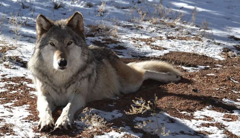 Loyal Wolf Can’t Stop Kissing His Favorite Person - The Dodo