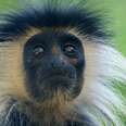 Peer in to a wild colobus monkey group