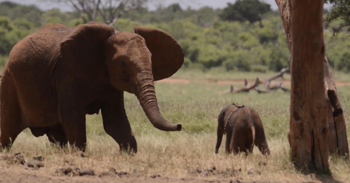 Baby Elephant Stuck In Hole Is So Happy To See Rescuers - The Dodo