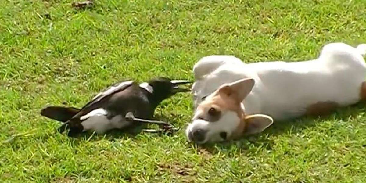 Bird And Dog Best Friends Just Can t Stop Playing The Dodo