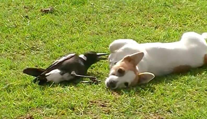 Bird And Dog Best Friends Just Can t Stop Playing The Dodo