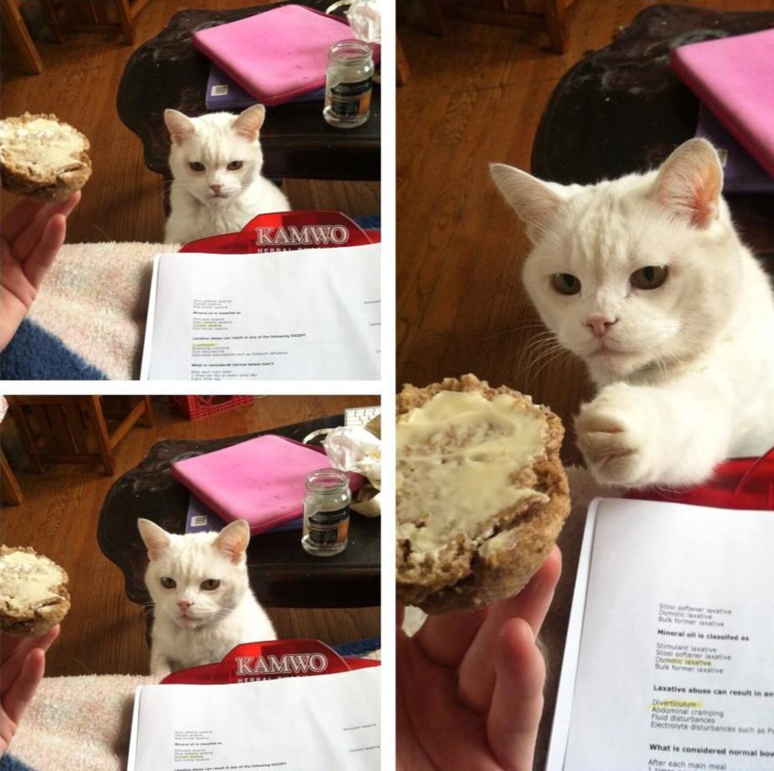 14 Cats Who Are Stealing Your Sh*t The Dodo