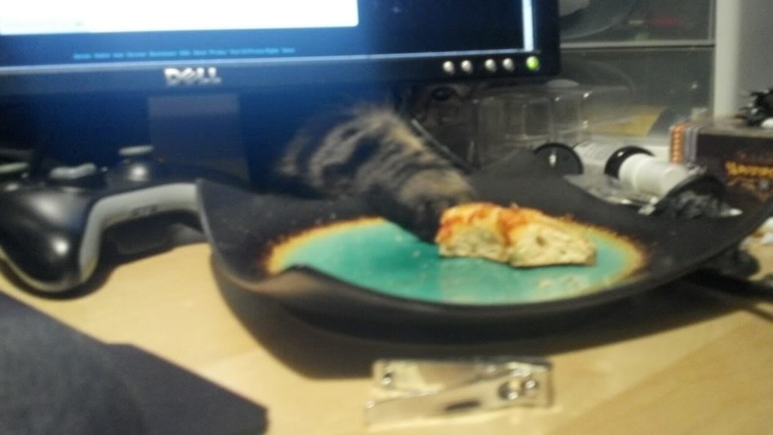 14 Cats Who Are Stealing Your Sh*t The Dodo