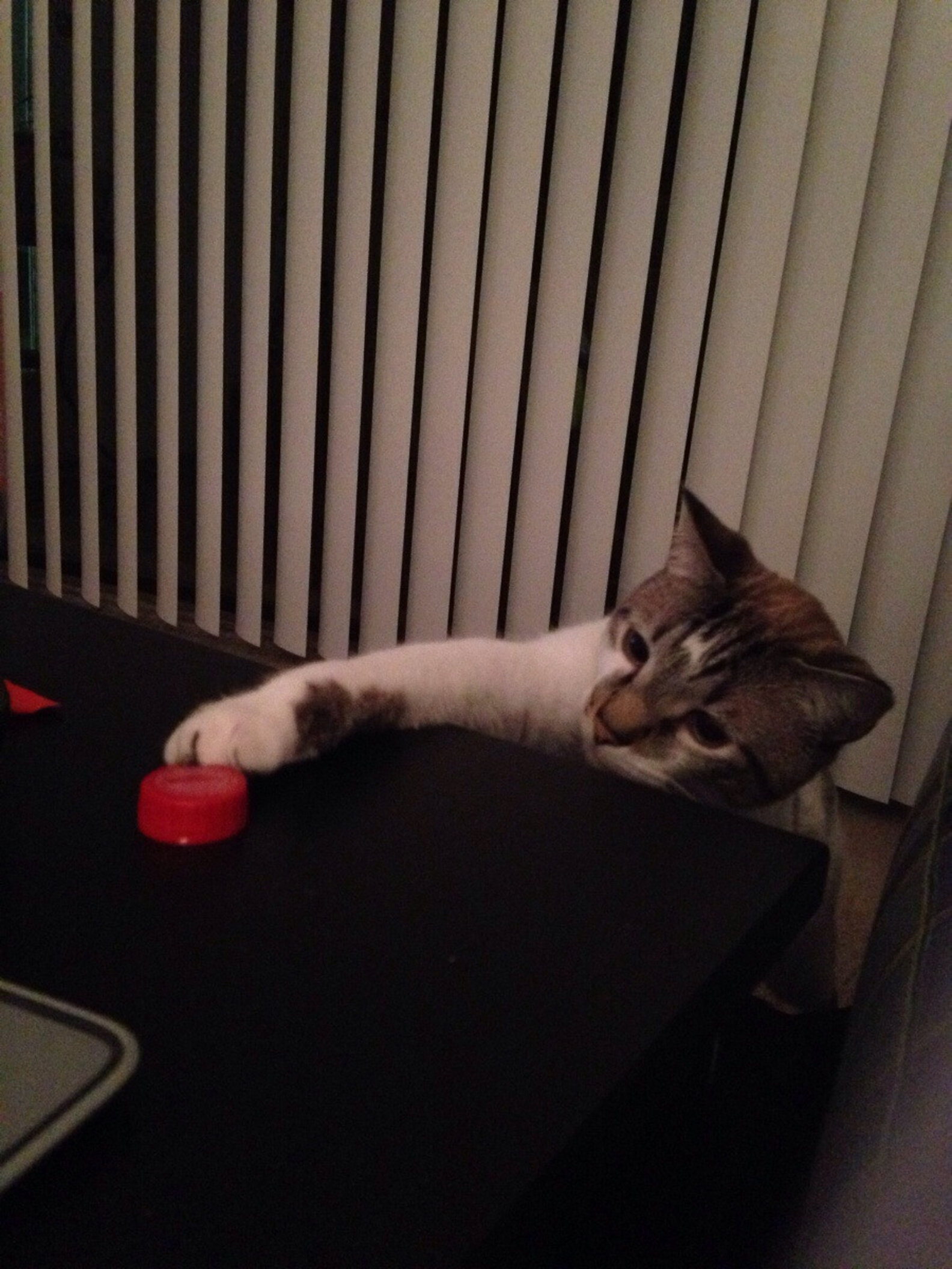14 Cats Who Are Stealing Your Sh*t The Dodo
