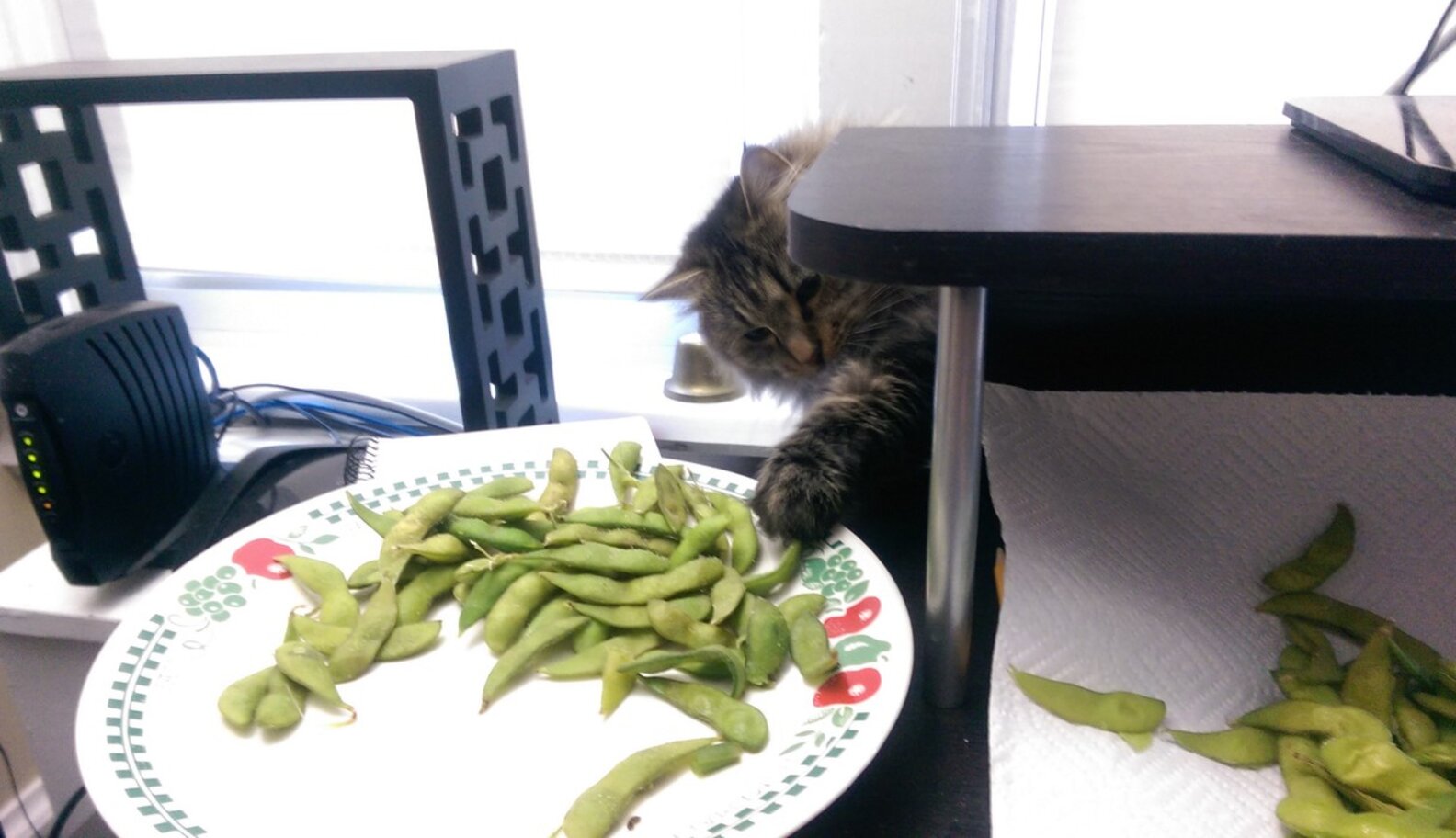 14 Cats Who Are Stealing Your Sh*t The Dodo
