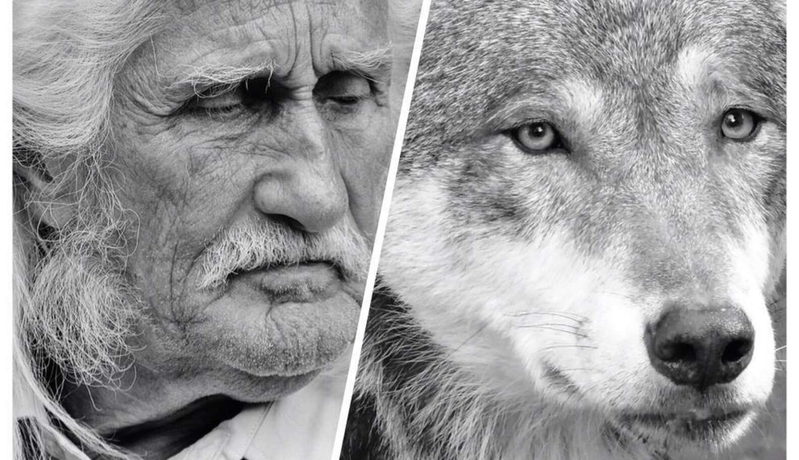 Wolves Vs Humans How Wolves and Humans Are Alike - The Dodo