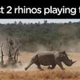 Baby Rhinos Love To Play Tag