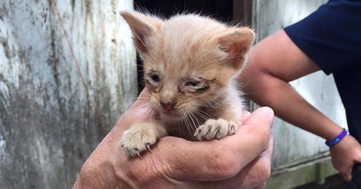 Dozens Of Pets Rescued After Living Outside For YEARS Without Shelter ...