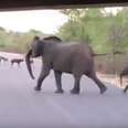 Elephant Mom And Baby Team Up To Scare Away Intruders