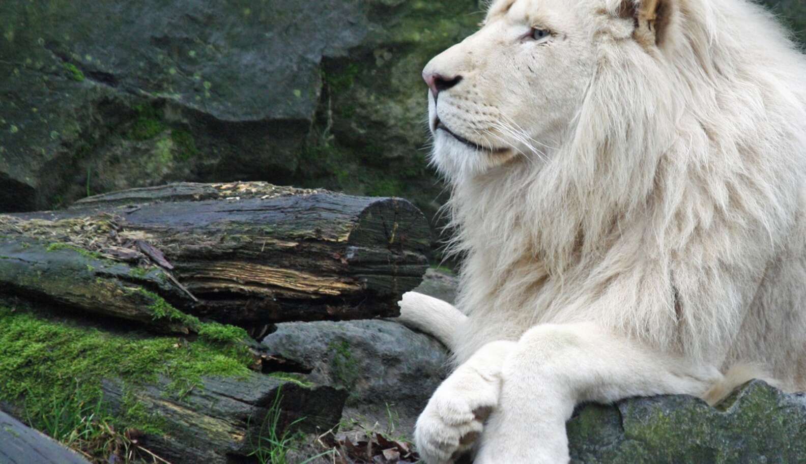 белый лев окружающий мир 2 класс. картинку пропавшего белого льва. трансваальский лев белый. белый лев приметы. белый лев приметы.