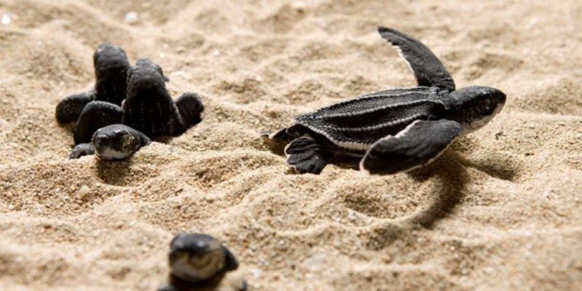 World Sea Turtle Day Spotlight Five Ways to Help Sea Turtles This