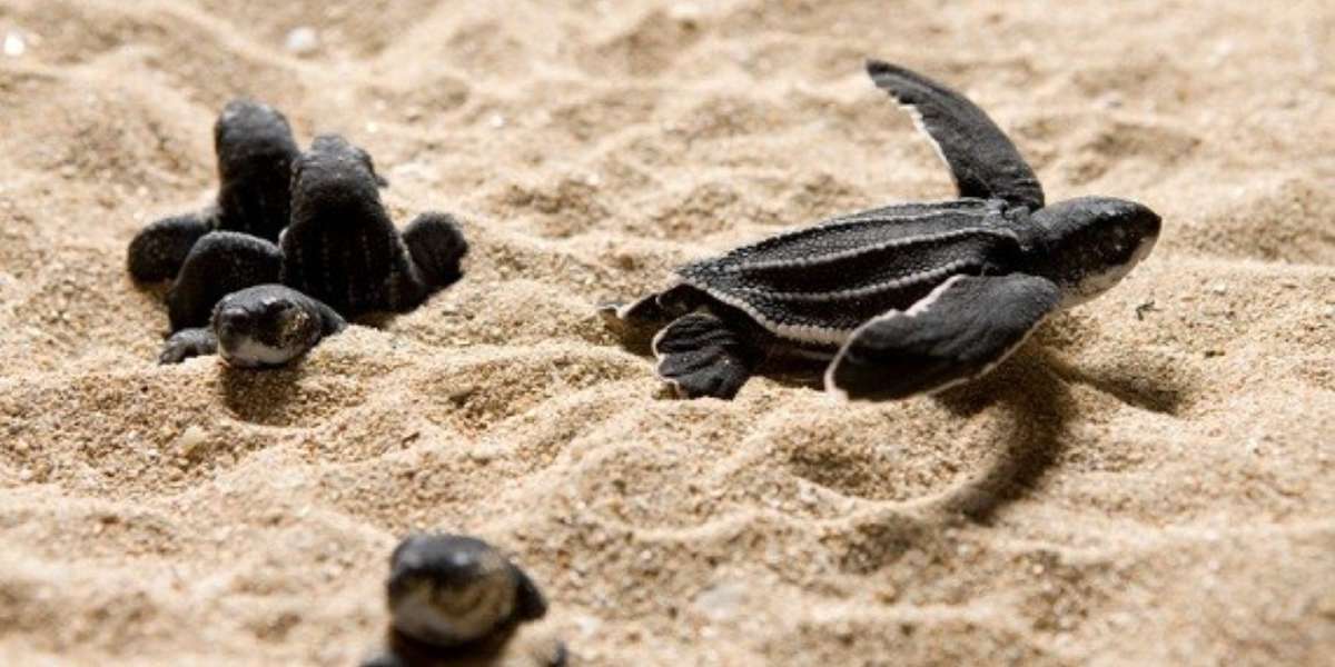 World Sea Turtle Day Spotlight: Five Ways to Help Sea Turtles This ...