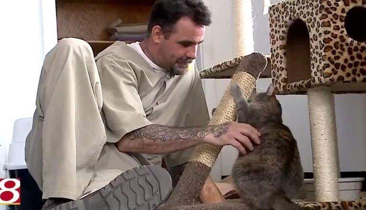 Cats Seeking Forever Homes Find Unlikely Friends Within Prison Walls - The  Dodo