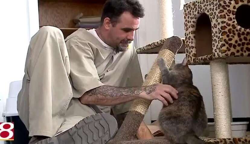 Cats Seeking Forever Homes Find Unlikely Friends Within Prison Walls - The Dodo