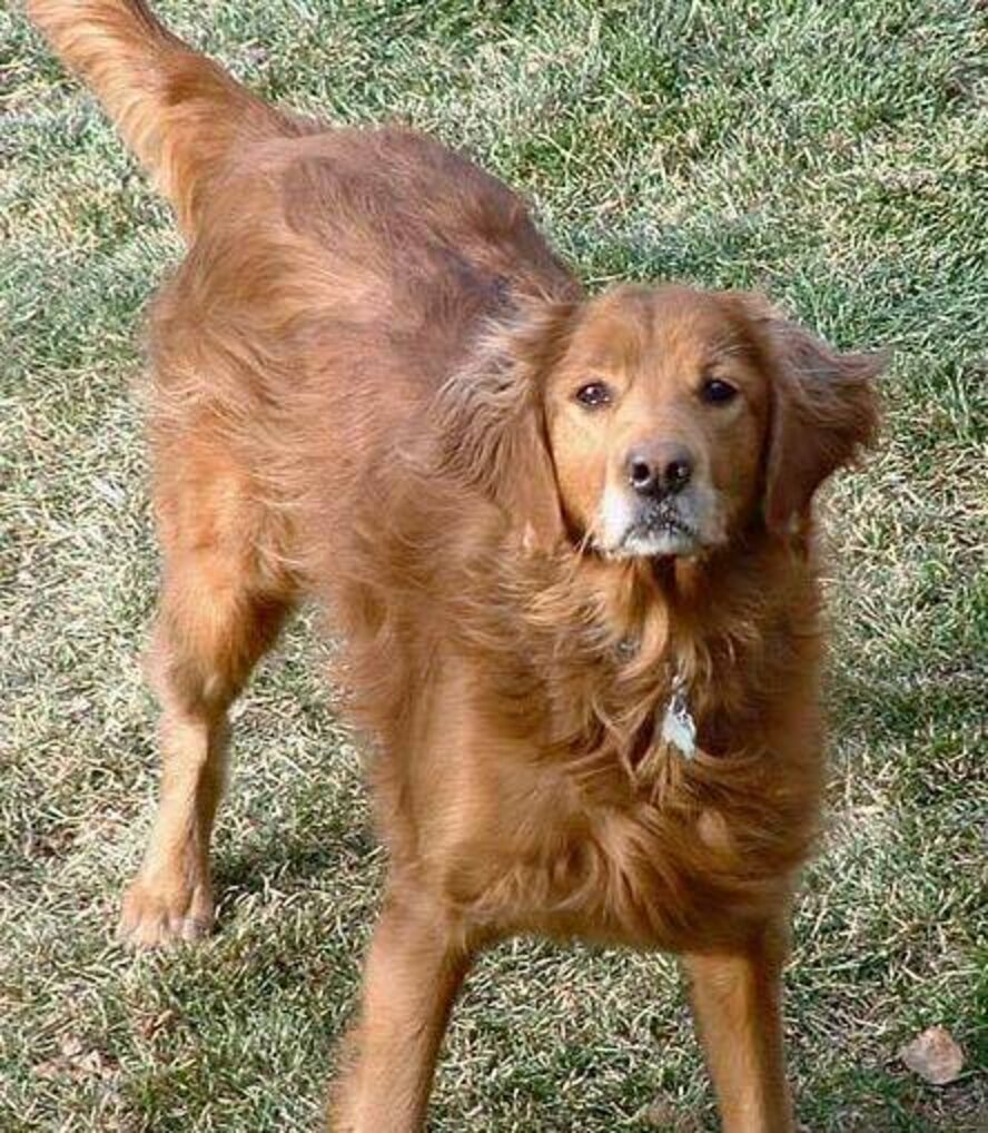 Loyal Dog Stays By Trapped Friend's Side For A Week Until Help Arrives