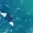 Kayaker Jumps In Water To Swim With Orca