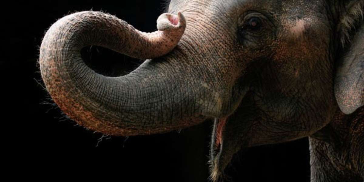 7 Awesome Things An Elephant Does With Her Trunk (And Playing Monopoly