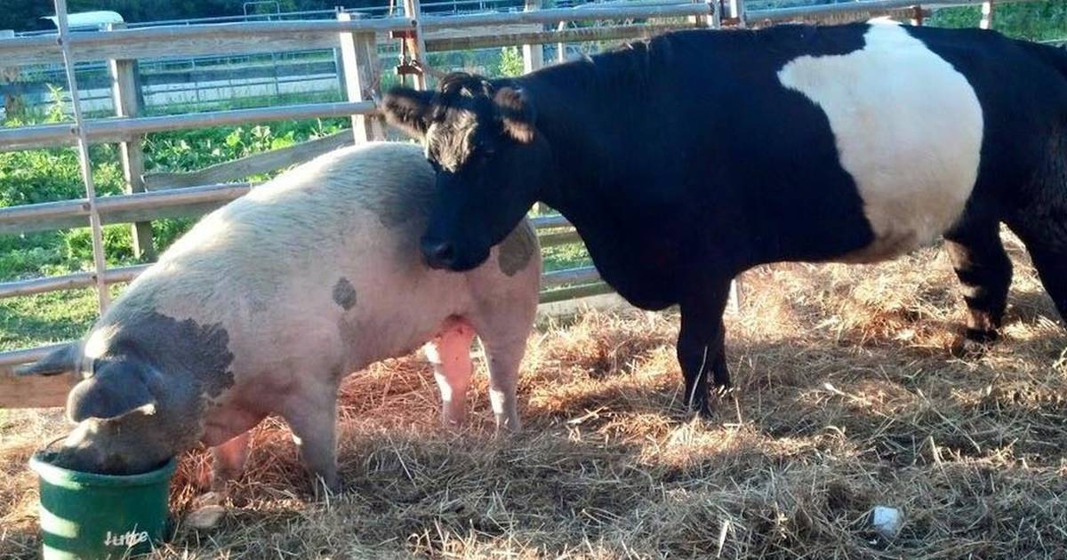 Blind Cow Spent 8 Years By The Side Of Her Seeing Eye Pig