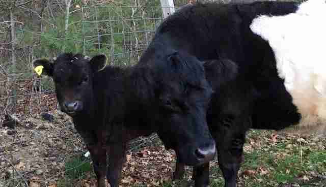 Blind Cow Spent 8 Years By The Side Of Her Seeing Eye Pig ...