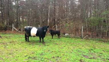 Blind Cow Spent 8 Years By The Side Of Her Seeing Eye Pig - The Dodo