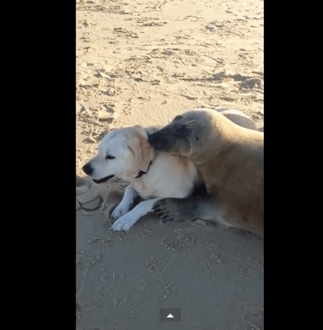 Friendly Seal Befriends, Cuddles Yellow Lab The Dodo