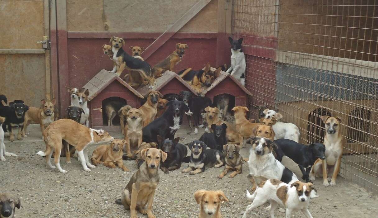 animal aid abroad inc