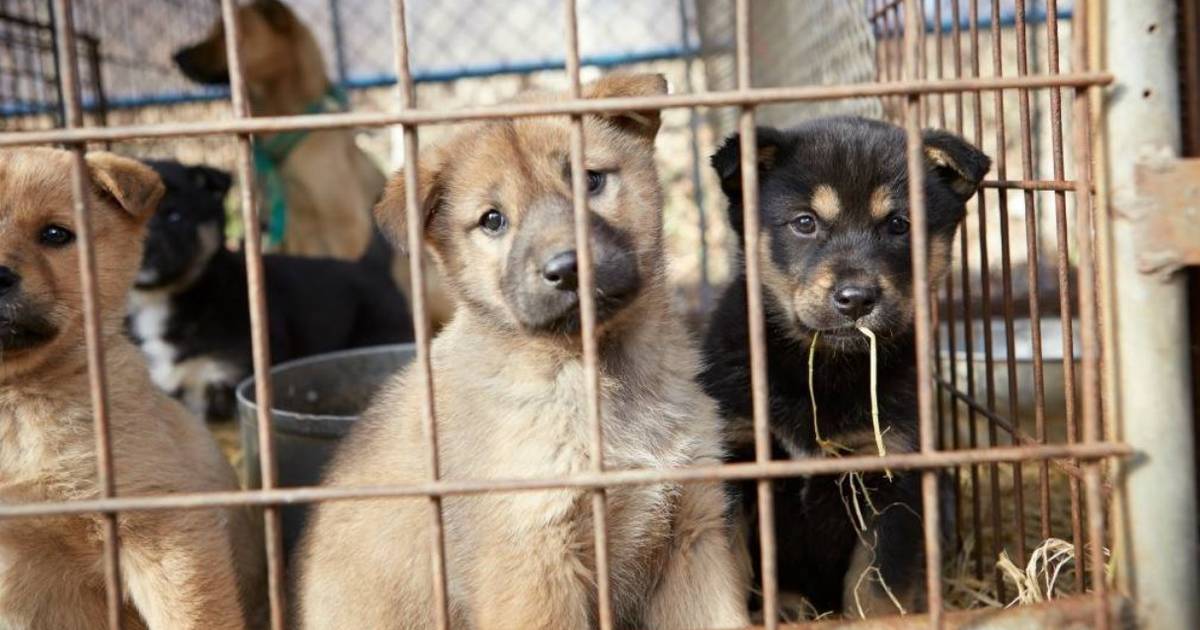 Stark humane society store dogs