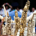 U.S.-China Deal to Ban Ivory Trade Is Good News for Elephants